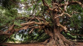 Έχουν Βρεθεί στη Γη 30 Δέντρα Ηλικίας άνω των 2.000 ετών, με τα Παλαιότερα να Είναι 4.900 ετών